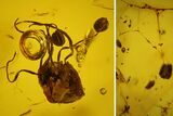 Fossil Oak Flower (Quercus) and Spider Web in Baltic Amber #145482-1
